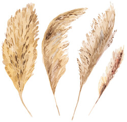 Watercolor dried pampas grass, tropical Bohemian illustration