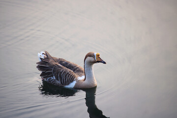 Swan in lake. Duck swimming in water. Beautiful background for wall or seasonal message.