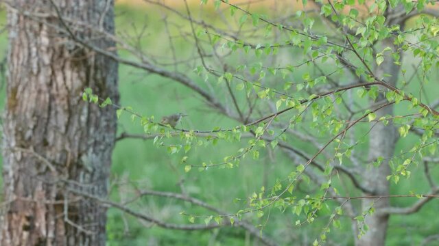 Willow warbler looking for food in the middle of fresh leaves in Estonia, Northern Europe.
