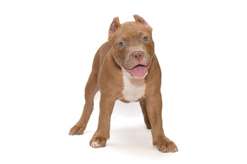 Fototapeta premium Small, funny American Bully puppy