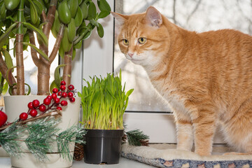 Red cat sits on the windowsill  and eats green grass