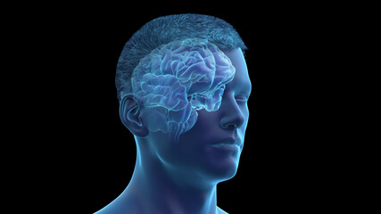 3d rendered illustration of the human brain