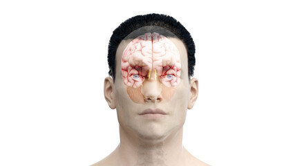 3d rendered illustration of the human brain