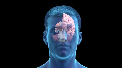 3d rendered illustration of the human brain