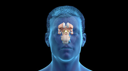 Obraz premium 3d rendered illustration of the human brain anatomy