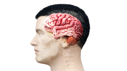 3d rendered illustration of the human brain