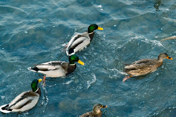 duck swim randomly in the water. Ducks on a lake