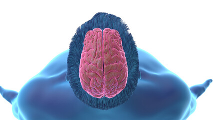 3d rendered illustration of the human brain