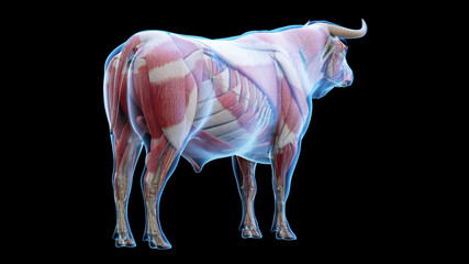 3d rendered illustration of the bovine anatomy - the