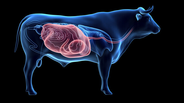 3d rendered illustration of the bovine anatomy - the stomach