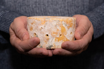 English Stilton cheese with blue mold. Cheese in the hands of a farmer. 