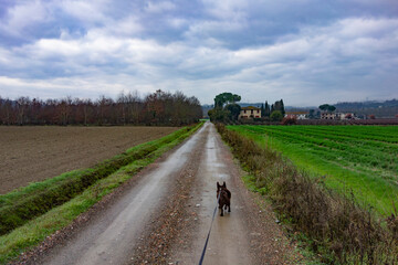 strada di campagna dopo la pioggia con cane al guinzaglio