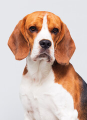 face dog looking beagle breed in the studio