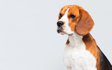 dog looking sideways breed beagle on a gray background