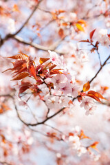 日差しに咲く山桜