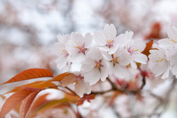 山桜　里山に咲く　