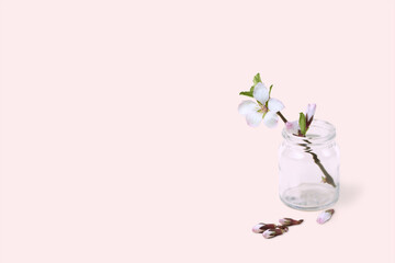 Blooming cherry branch in a glass jar on pink background. Spring concept.