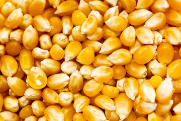 Background photo of dry corn kernels. Dry golden yellow corn kernels.