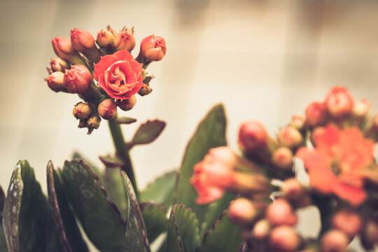 Kalanchoe flower vintage color background photo. To the left, among unopened buds, Kalanchoe flower with pink petal in selective focus.