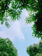 tree in the forest