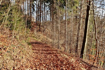 Waldweg
