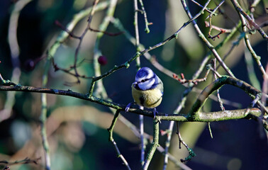 Blue tits at a woodland feeding area