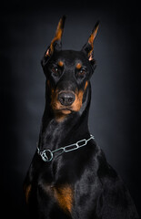 Fototapeta na wymiar Doberman dog on a black background