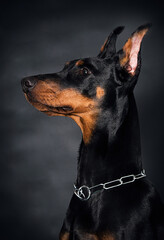 Fototapeta na wymiar Doberman dog on a black background