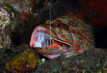 Coral Grouper doing cleaning with a Hump-Back Cleaner Shrimp -Lysmata amboinensis at the cleaning station. Underwater world of Tulamben, Bali, Indonesia.