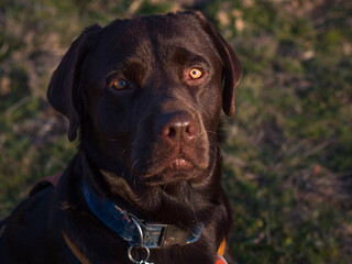 Two year old chocolate labrador retriever looking to camera.