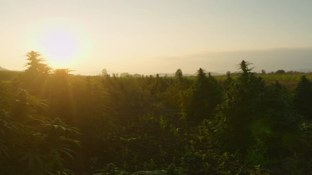 Handheld shot of rows of hemp stems rich in leaves, nodes, and branches at summer sunset.