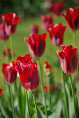 Fototapeta premium Tulipes rouges au jardin