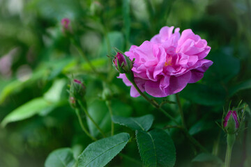 pink rose flower background. Red roses on a bush in the garden, close-up. delicate pink rose flower with green leaves. Red Rose Magic. beauty in the garden. concept of romance, gift