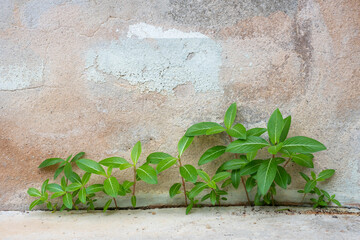 green ivy on wall