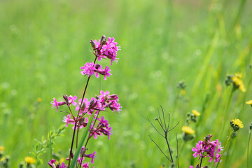 Viscaria vulgaris. delicate red wildflowers. Beautiful purple flowers of Viscaria Vulgaris growing in the meadow in the summer, close-up. selective focus, bokeh, blurred background. pink wildflower