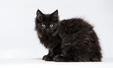 black maine coon cat on a gray background