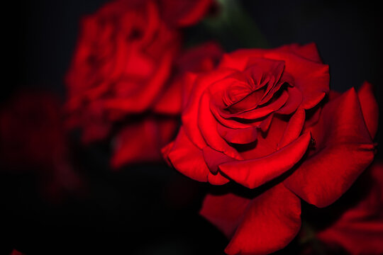 Blooming red roses isolated on a dark background close-up. big beautiful garden flowers red roses. flowers for the holiday, bokeh, macro, floral background. bouquet of red roses