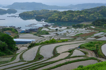 大浦の棚田