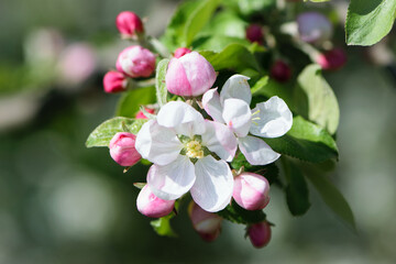 Fototapeta na wymiar flowering apple tree branch in the garden. Blooming fruit trees in the garden. White and pink flowers close-up on a branch of a tree. Floral spring nature background.