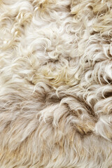 Texture of fur, macro colored sheep hair background, natural fluffy wool, furry surface