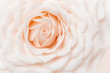 Fototapeta na wymiar Close up rose flower, delicate macro petals peach cream pastel colors, natural flowery background. Fresh soft blooming rose. Selective focus flowery card, nature floral design postcard