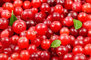 Ripe fresh cranberries scattered on the table, natural background