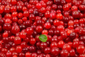 Ripe fresh cranberries scattered on the table, natural background