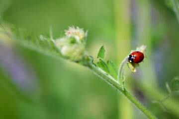 Coccinellidae is a widespread, Ladybird beetle, ladybugs. red beetle with black dots. insects in...