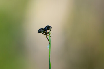 a small black spider sits on the green grass. spring season, arthropod close-up. macro nature. European spider on grass stems in front of light blurred background