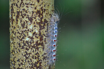 Caterpillar on a rusty pipe