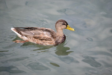 One gray goose in the water on a sunny day