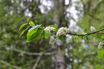 Beautiful white flowers in spring garden