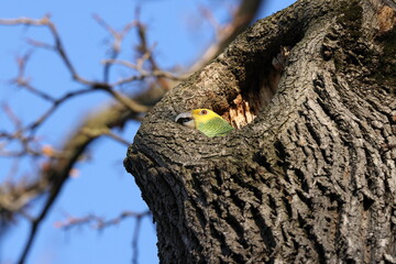 Yellow headed Amazon (Amazona oratrix), Rosenstein Park, Stuttgart, Baden-Wuerttemberg