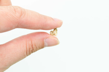 A cat's tooth fell out from a dental chamber in hands on a white background